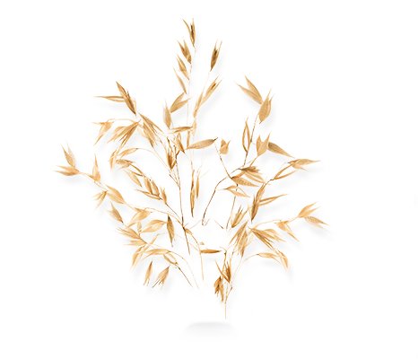 oat4